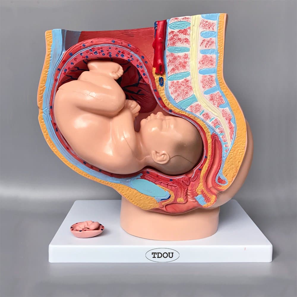 Human Female Pelvic Section Pregnancy Anatomical Model Nine Months Baby Fetus Model Life Size with Removable Organs 4-Parts