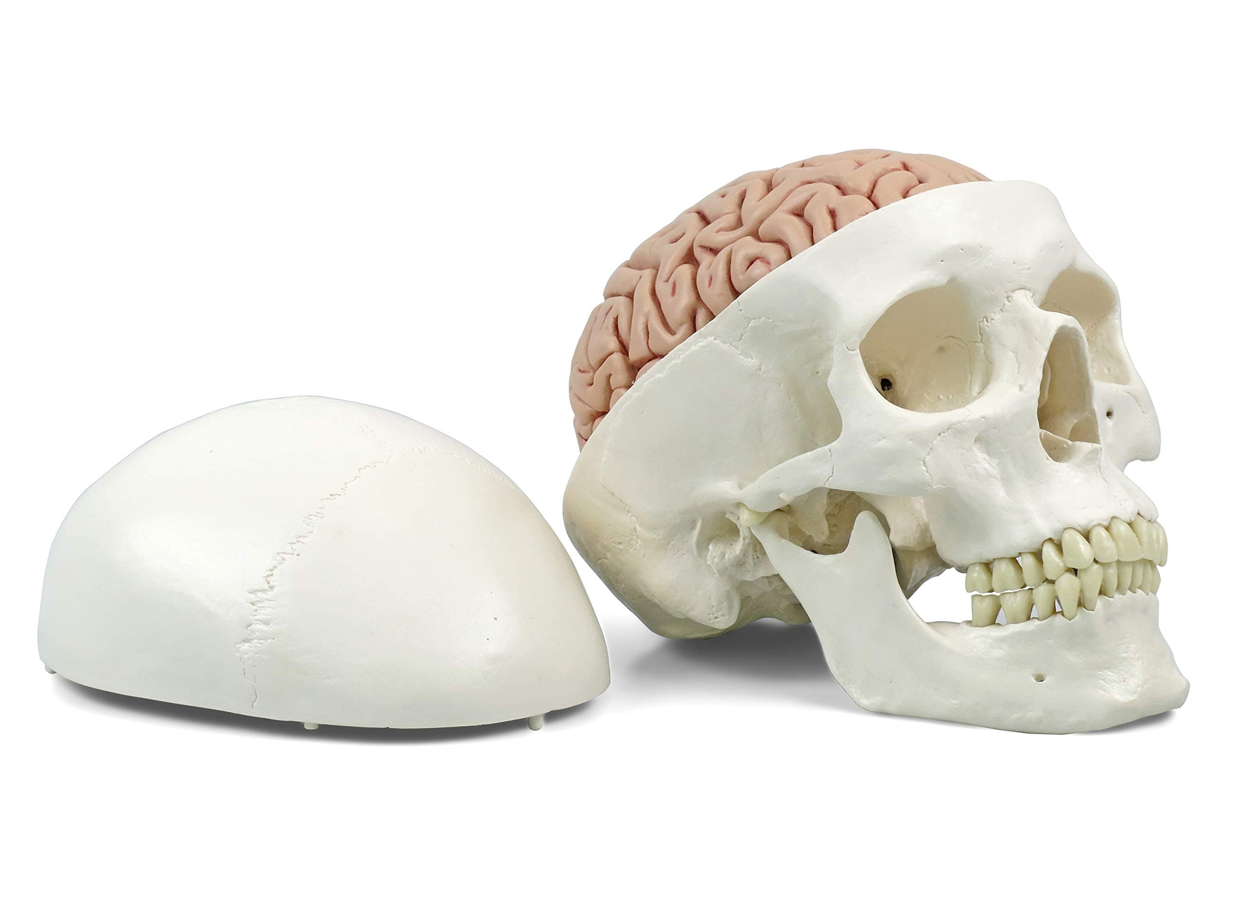 3B Scientific Human Anatomy - Classic Human Skull Model with Brain, Magnetic Connections, 5 Part + free anatomy software - 3B Smart Anatomy, A20/9