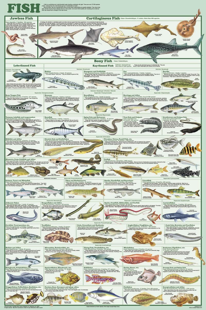 Fish Species Educational and Decorative Chart Poster 24 x 36