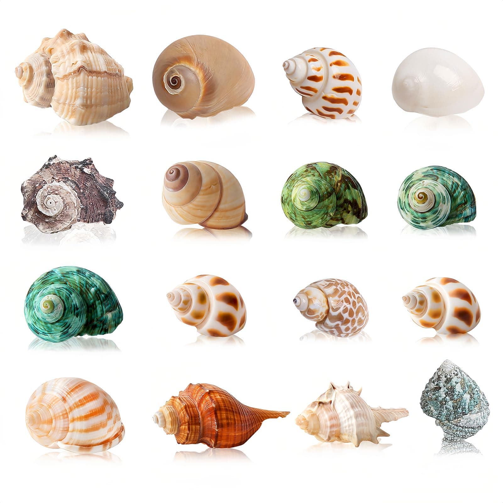 16PCS Hermit Crab Shells Medium Small | Sea Conch Size 1.1" - 2.4" | Medium Small Shells Set - Growth Turbo Seashells for Natural Hermit Crab Supplies, Conch Toy, Home Decor and Beach Decoration