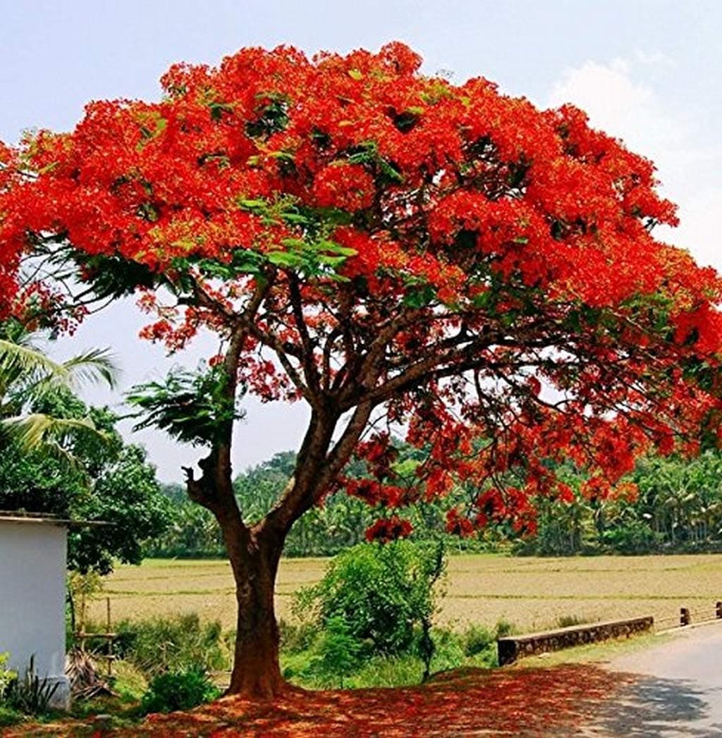 Creative Farmer Live Plant Gulmohar Orange-Red Petals Street Tree Garden Plant (1 Healthy Live Plant) (PLANT-68-GULMOHR21$ll@)