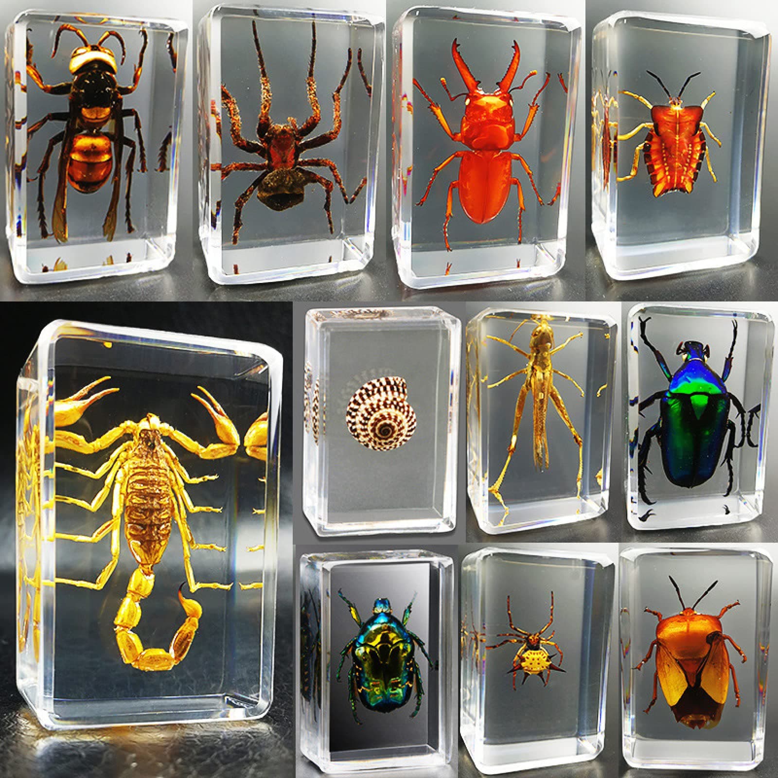 BALINS 11 Pack insect specimen transparent resin spider autumn beetle scorpion wasp, Kids Bugs For Desk Decor Preschool Science Real Insects Insects In Resin