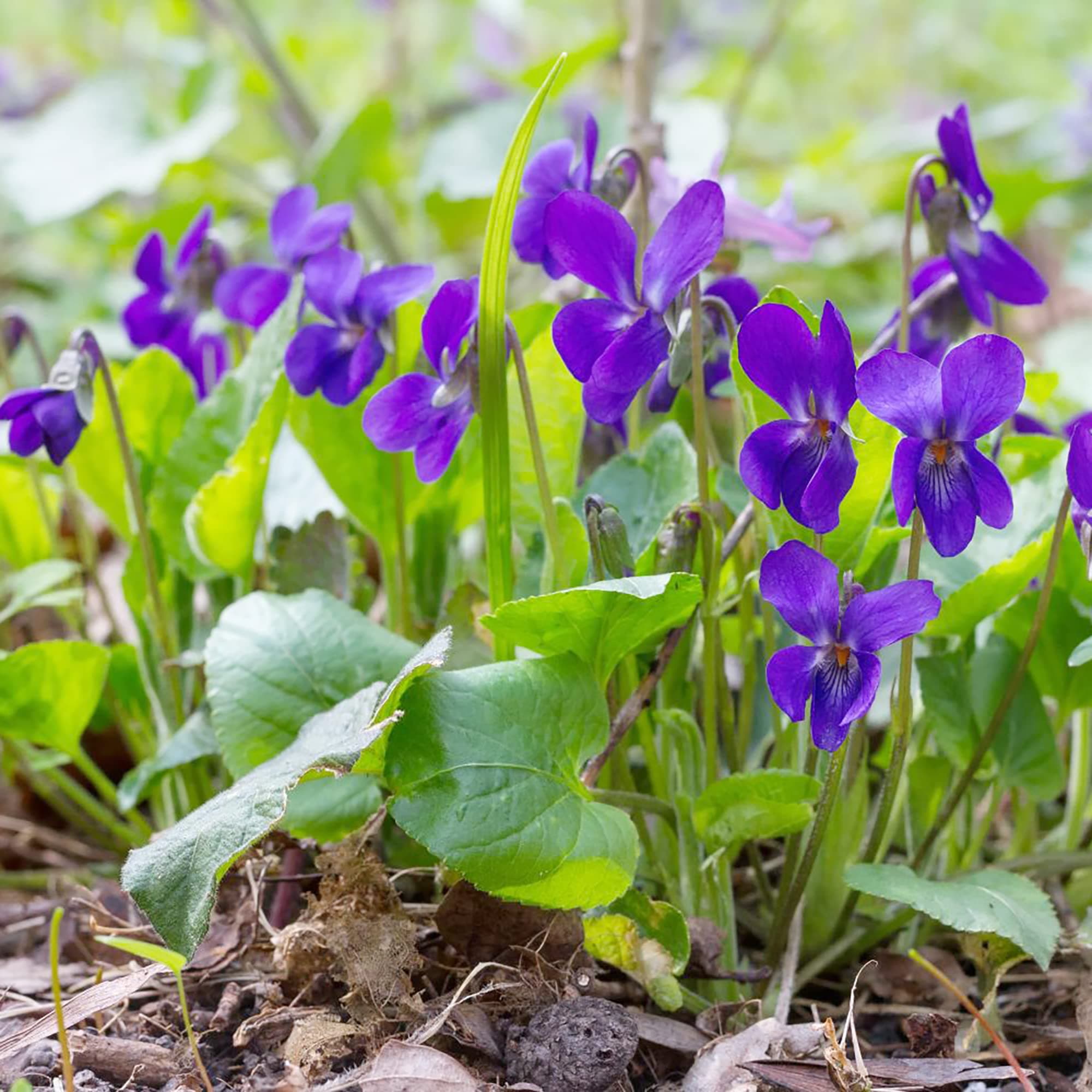 Sweet Violet Seeds Viola Odorata Perennial Fragrant Cut Flowers Deer & Rabbit Resistant Ground Cover Bed Edging Container Outdoor 40Pcs Flower Seeds by YEGAOL Garden