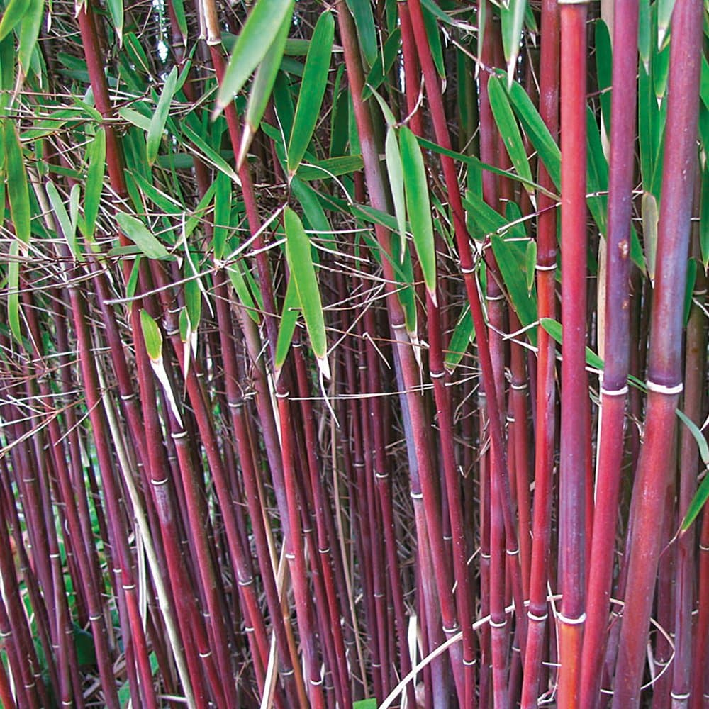 Red Umbrella Bamboo Plant for Outdoor Potted Easy to Grow Producing Red Stems and Contrasting Foliage for Screening, Containers & Borders, 1 x Fargesia Asian Wonder in 9cm Pot by Thompson & Morgan