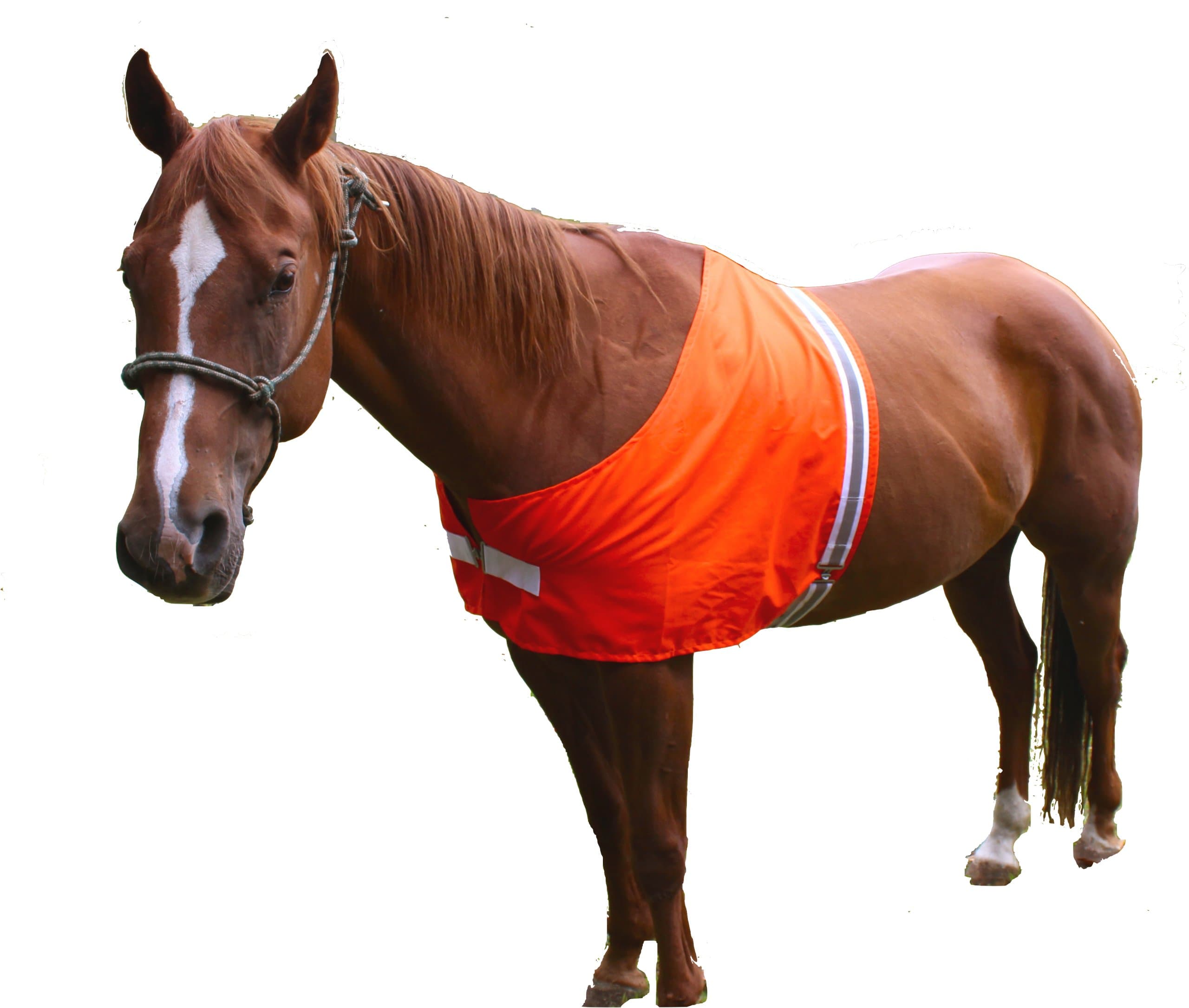 Dog Not Gone Visibility Products Safety Horse Vest, Large/X-Large