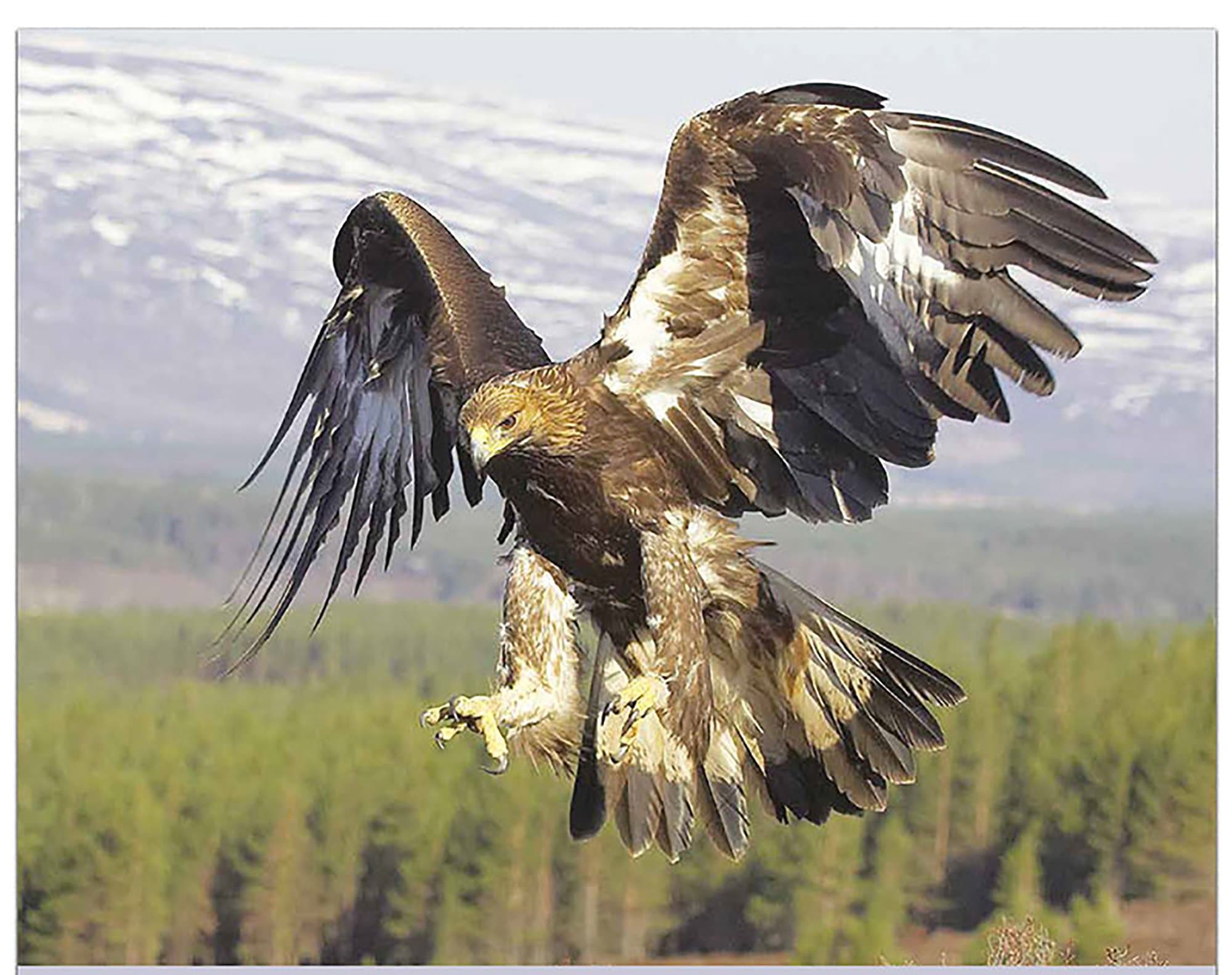 -"North American Wildlife" 2019 Wall Calendar- 10.5" x 18" (Open)