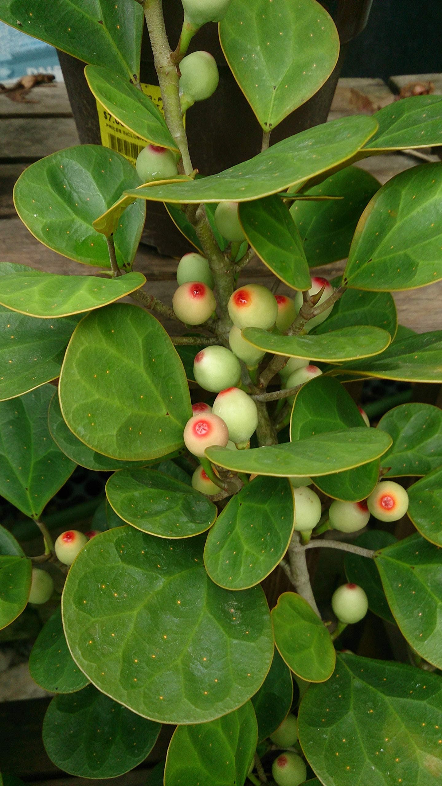 Kapebonavista Ficus deltoidea Mistletoe fig Plant