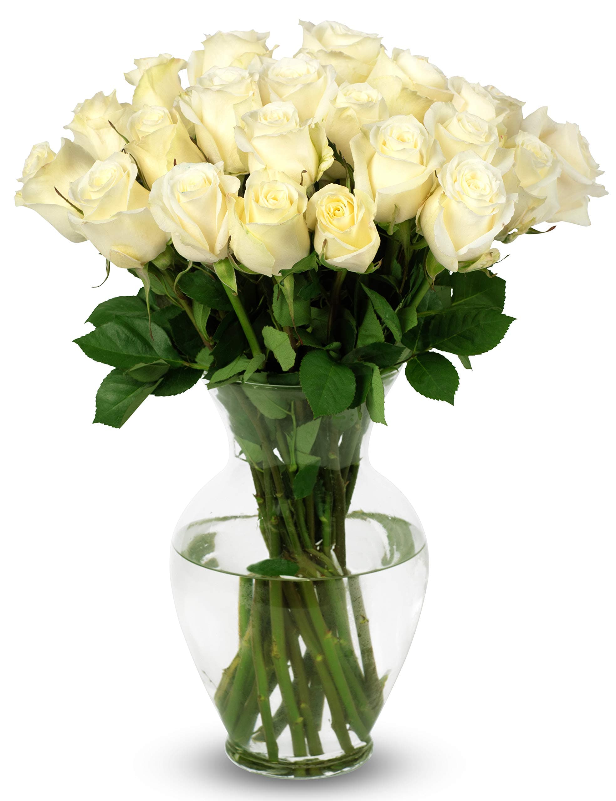 Benchmark Bouquets - 24 Stem Premium White Roses (Glass Vase Included) - Fresh Flowers for Next Day Delivery - Gift for Birthday, Anniversary, Get Well, Sympathy, Congratulations