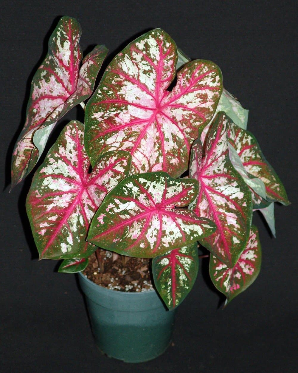 Tapestry Caladium 3 Bulbs