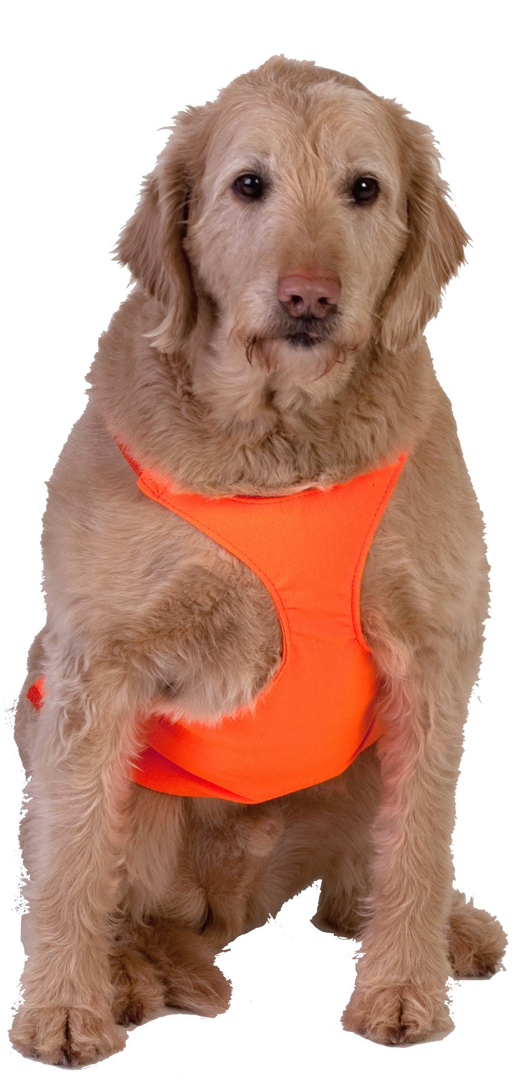 Dog Not Gone Visibility Products Safety Chest Vest, Small