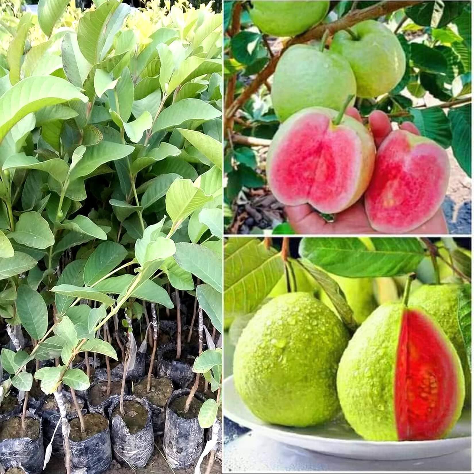Thailand Pink Guava amrudh Plant (Airlayared Plant)