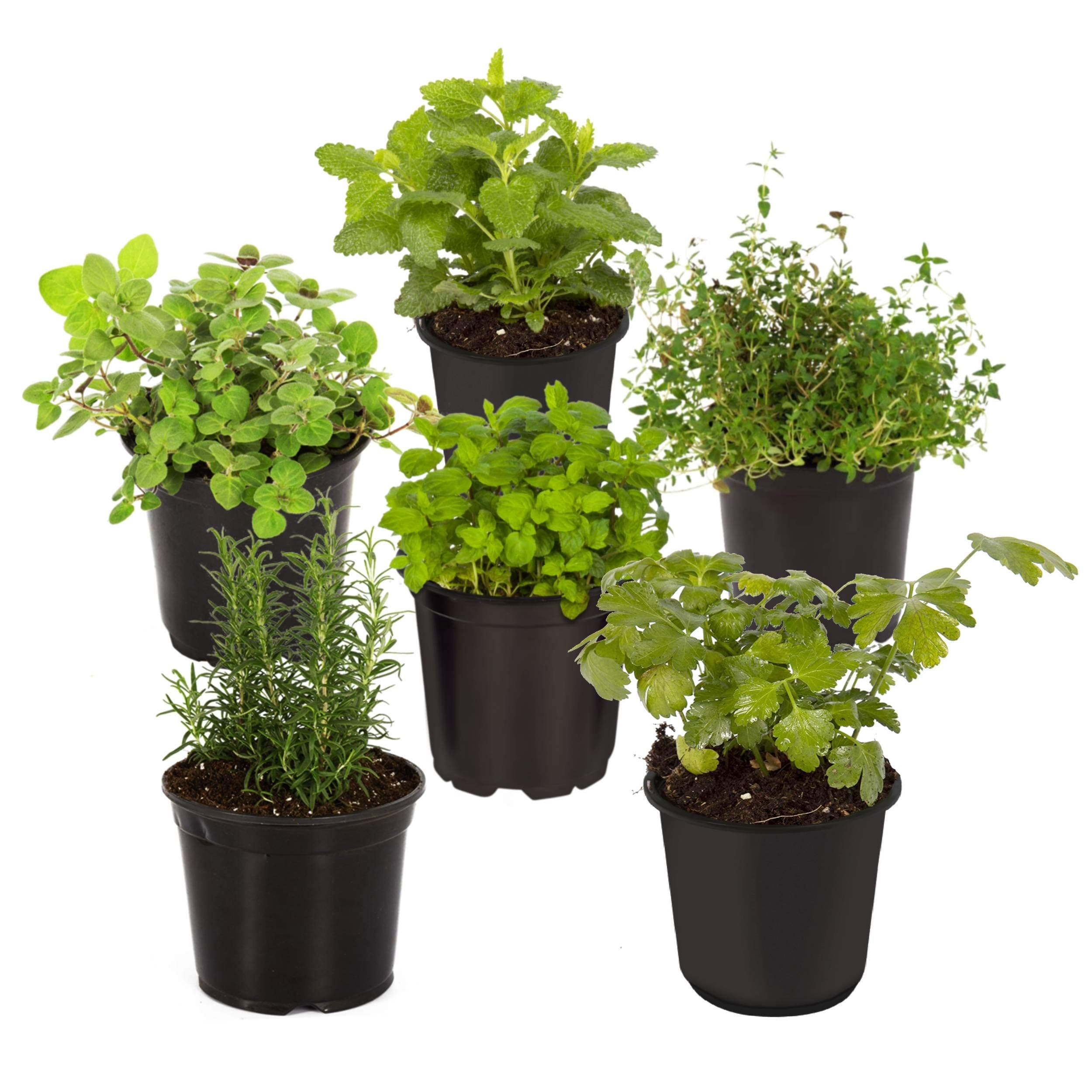Live Aromatic and Healthy Herbs - Assorted Varieties (6 Per Pack) - Lavender, Eucalyptus, Rosemary, Lemon Balm, Mint, Other Assorted Herbs - 6" Tall by 3" Wide in 1 Pint Pot