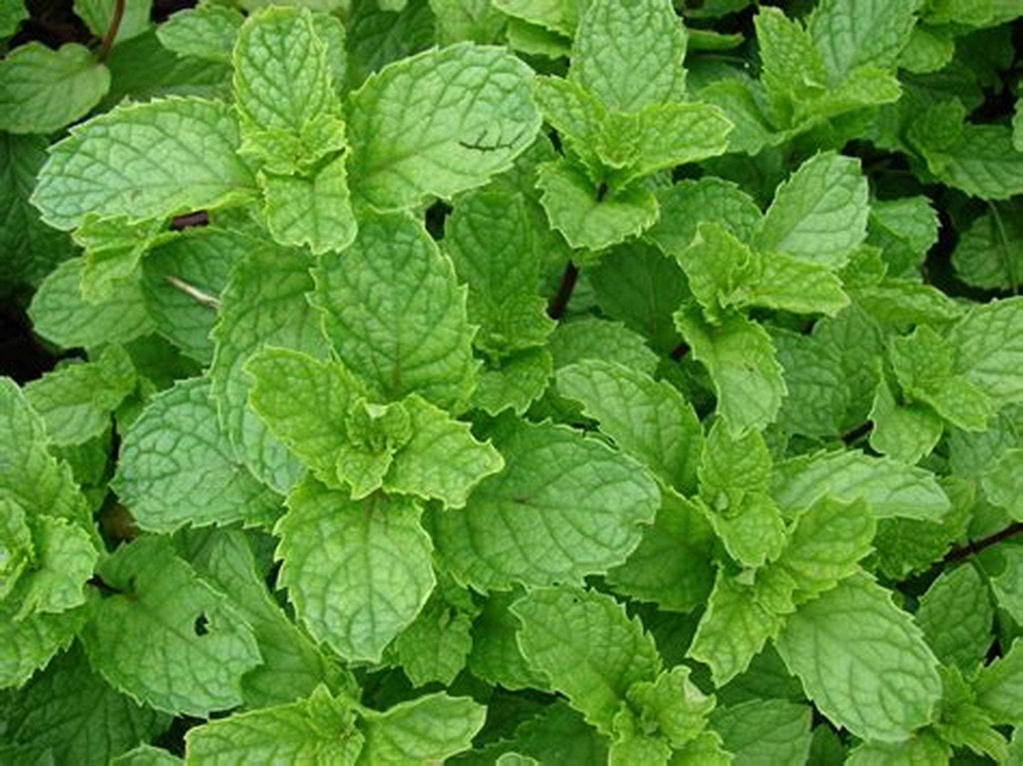 Herb Selection (Mint (Peppermint)) Culinary Herbs, Fresh, Organic, Home Grown, Healthy
