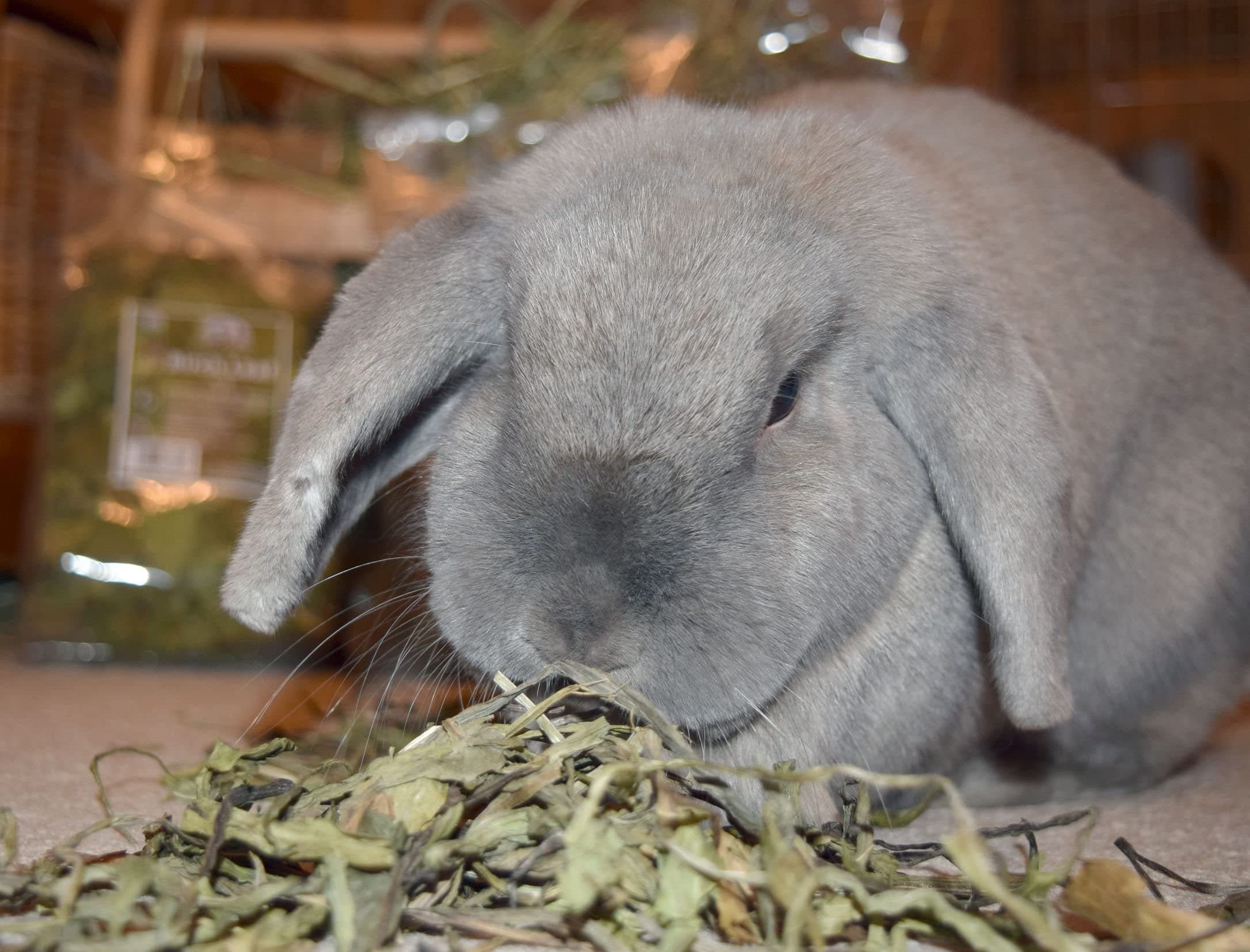 Plantain - Big Value 150g - Natural Forage for Rabbits, Guinea Pigs & Others