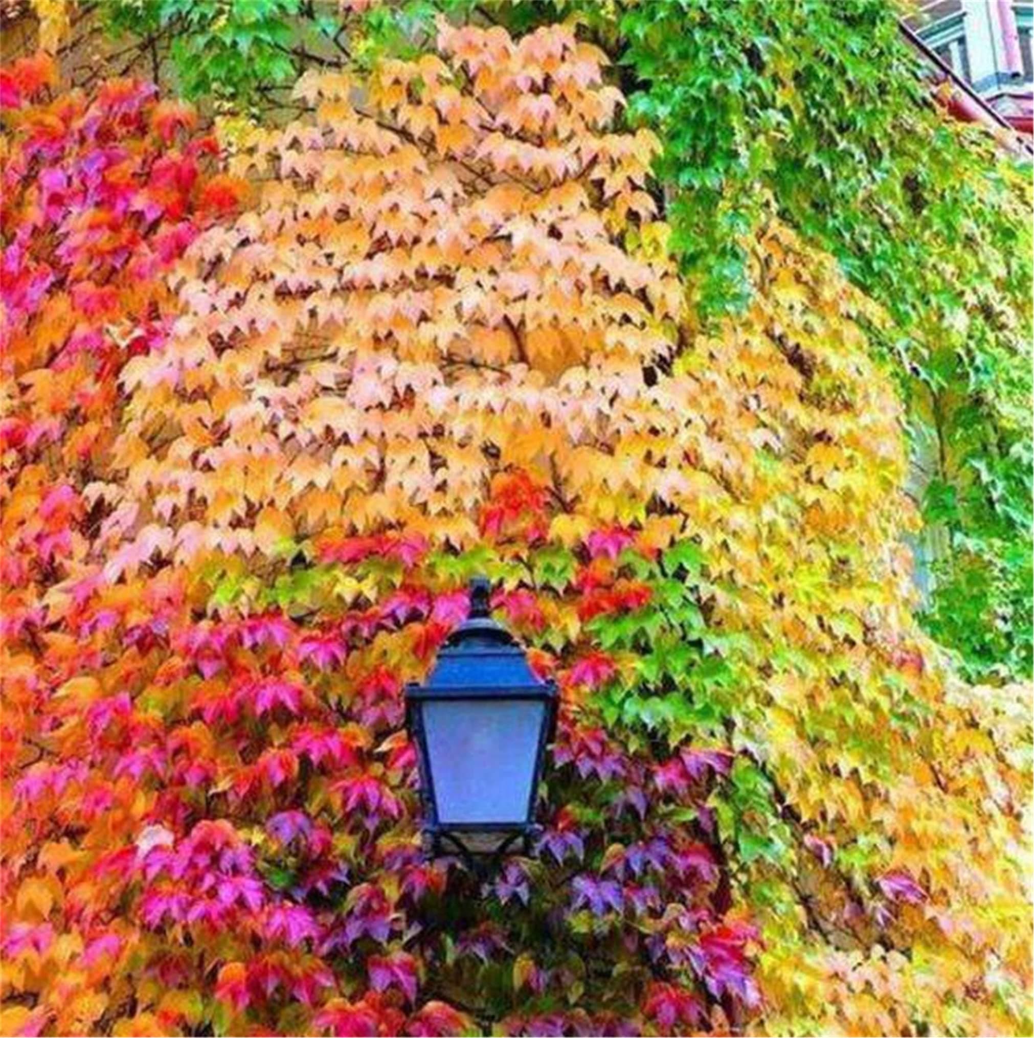 Rare Flower Seeds 50 PCS Seeds Mix Colors Boston Ivy Creepers Green Grass Parthenocissus