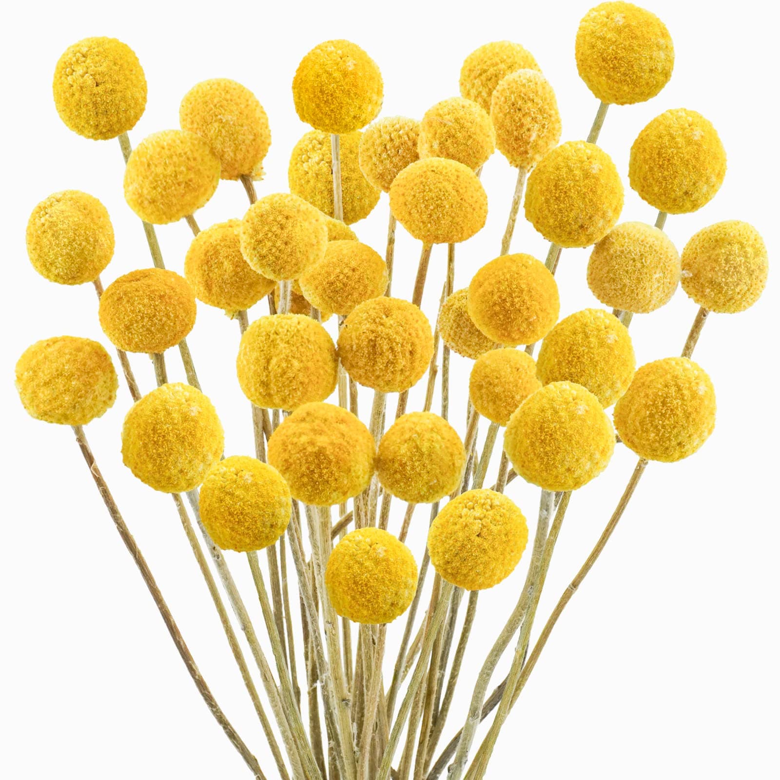Uieke 30Pcs Natural Dried Flowers Craspedia Billy Balls Flowers Billy Buttons Floral Bouquet for Flower Arrangements Wedding Home Tall Vase Decor Yellow