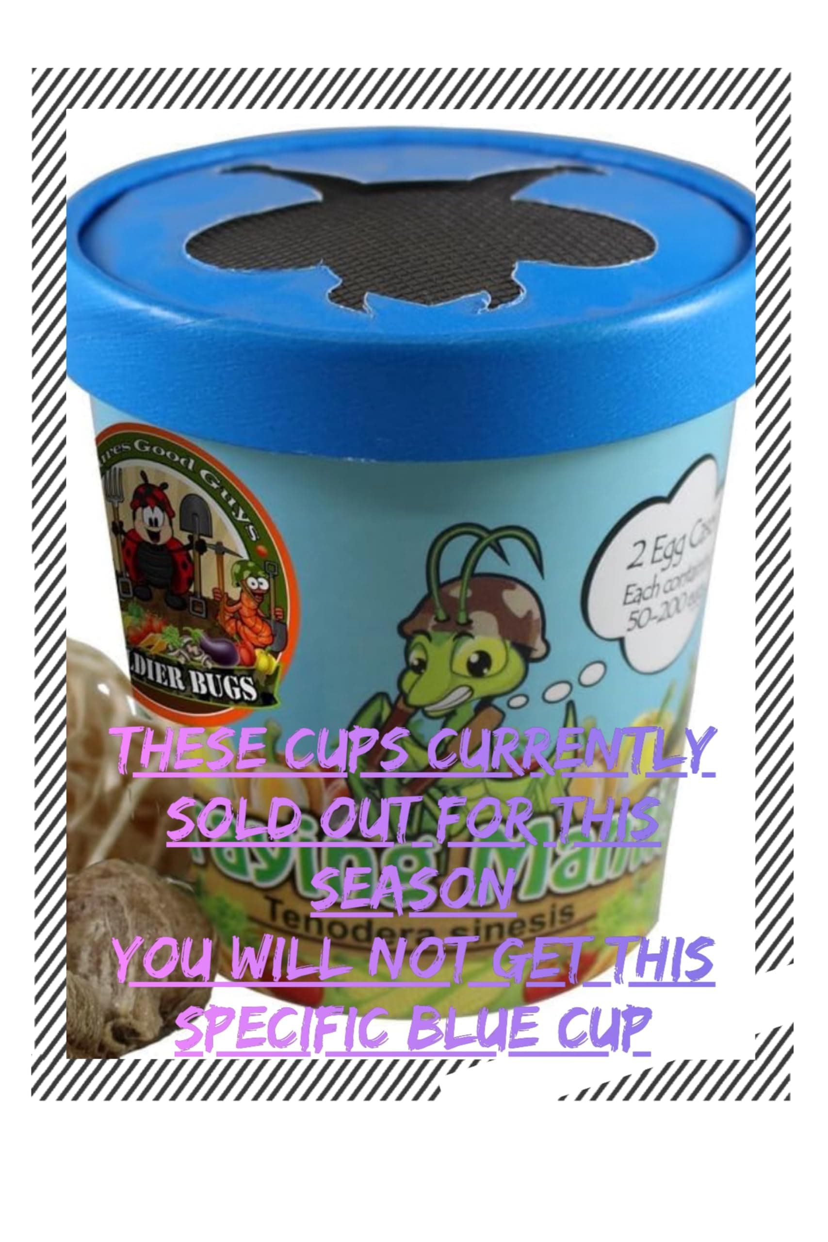 Praying Mantis Egg Cases - 2 Cases, Live Praying Mantises, Hatching Habitat Cup, Educational Kit for Adults & Children