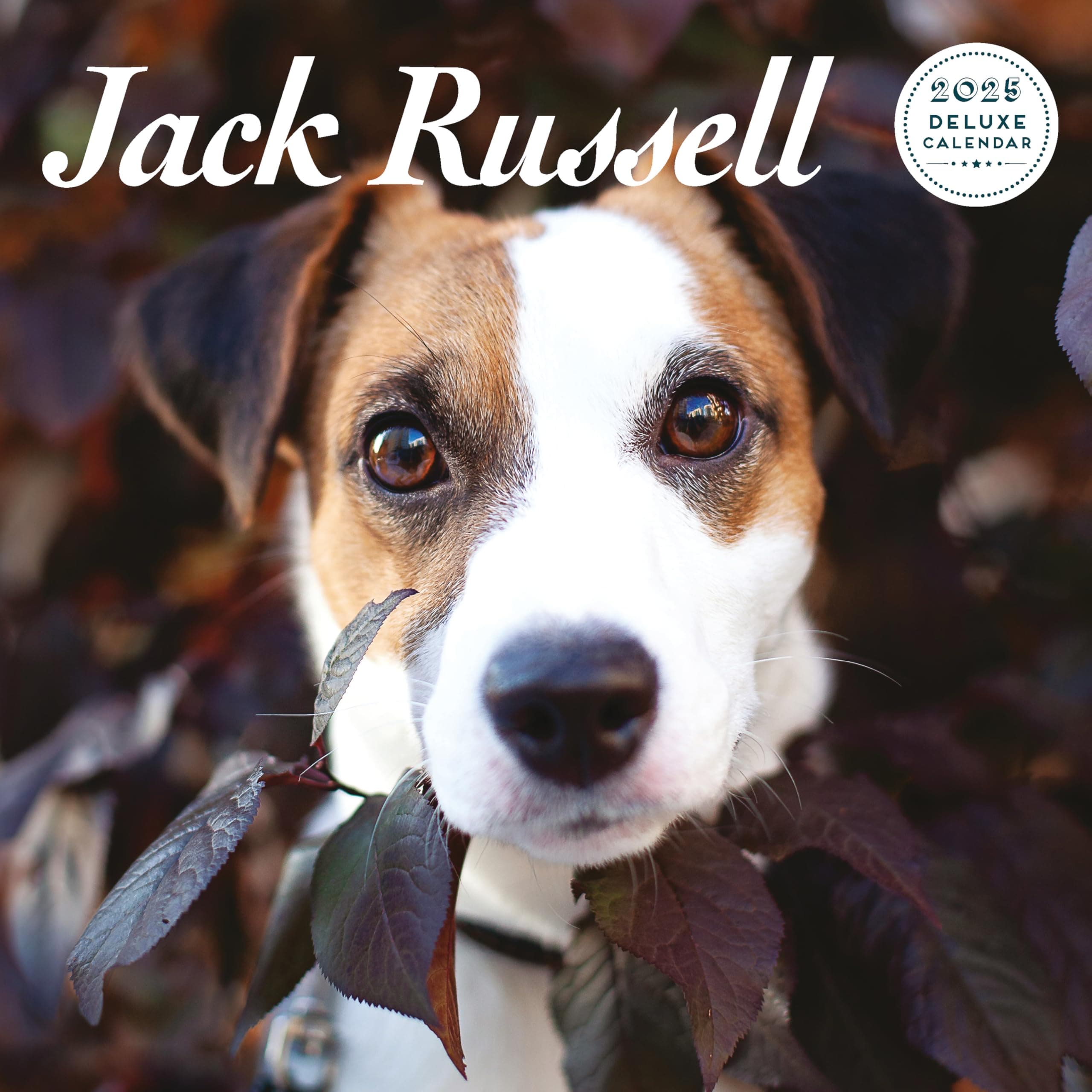 Magnet & Steel Jack Russell 2025 Deluxe Calendar