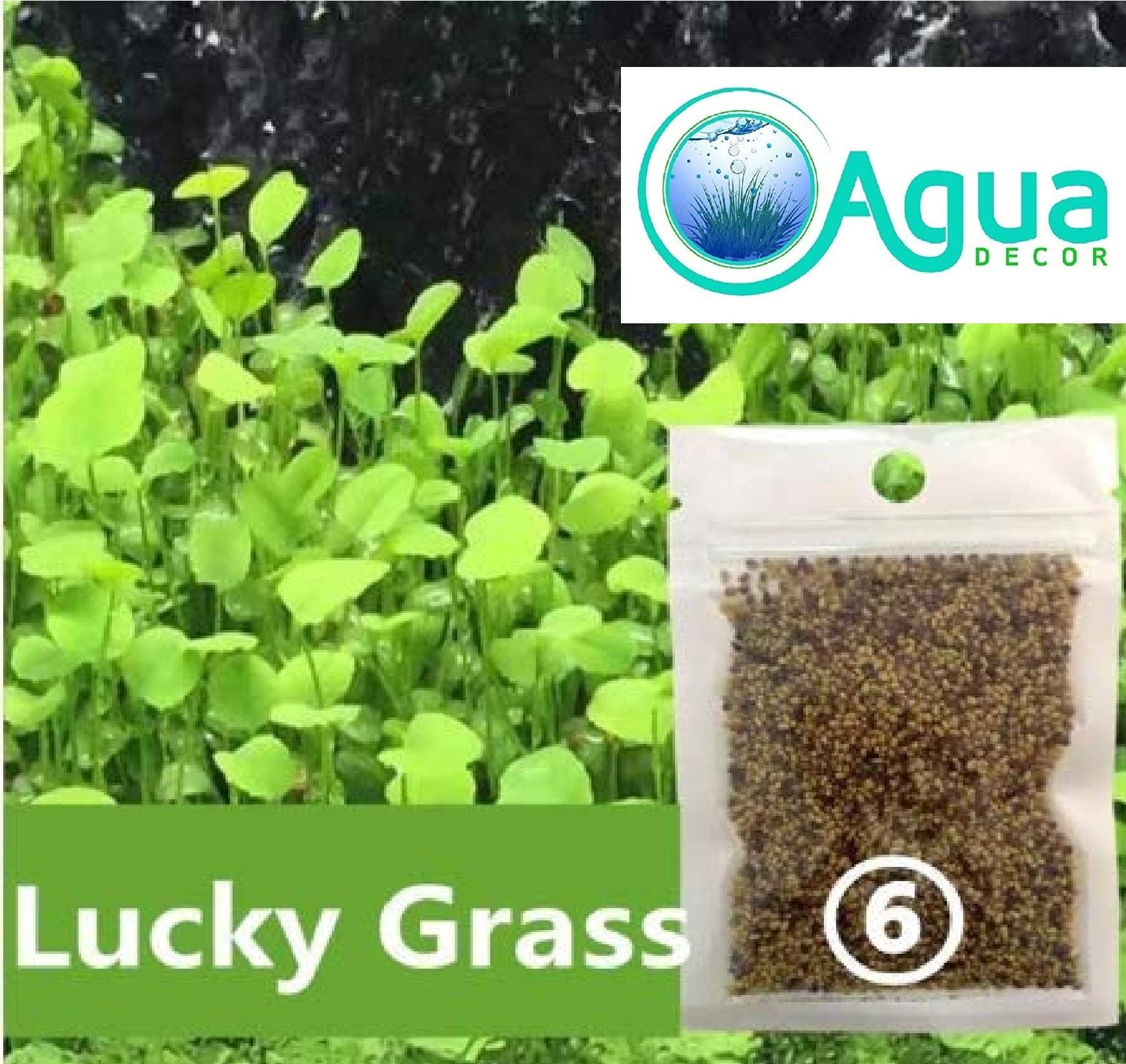Aquarium Grass Seed Small Cow 2 Pack Most Beautiful Grass