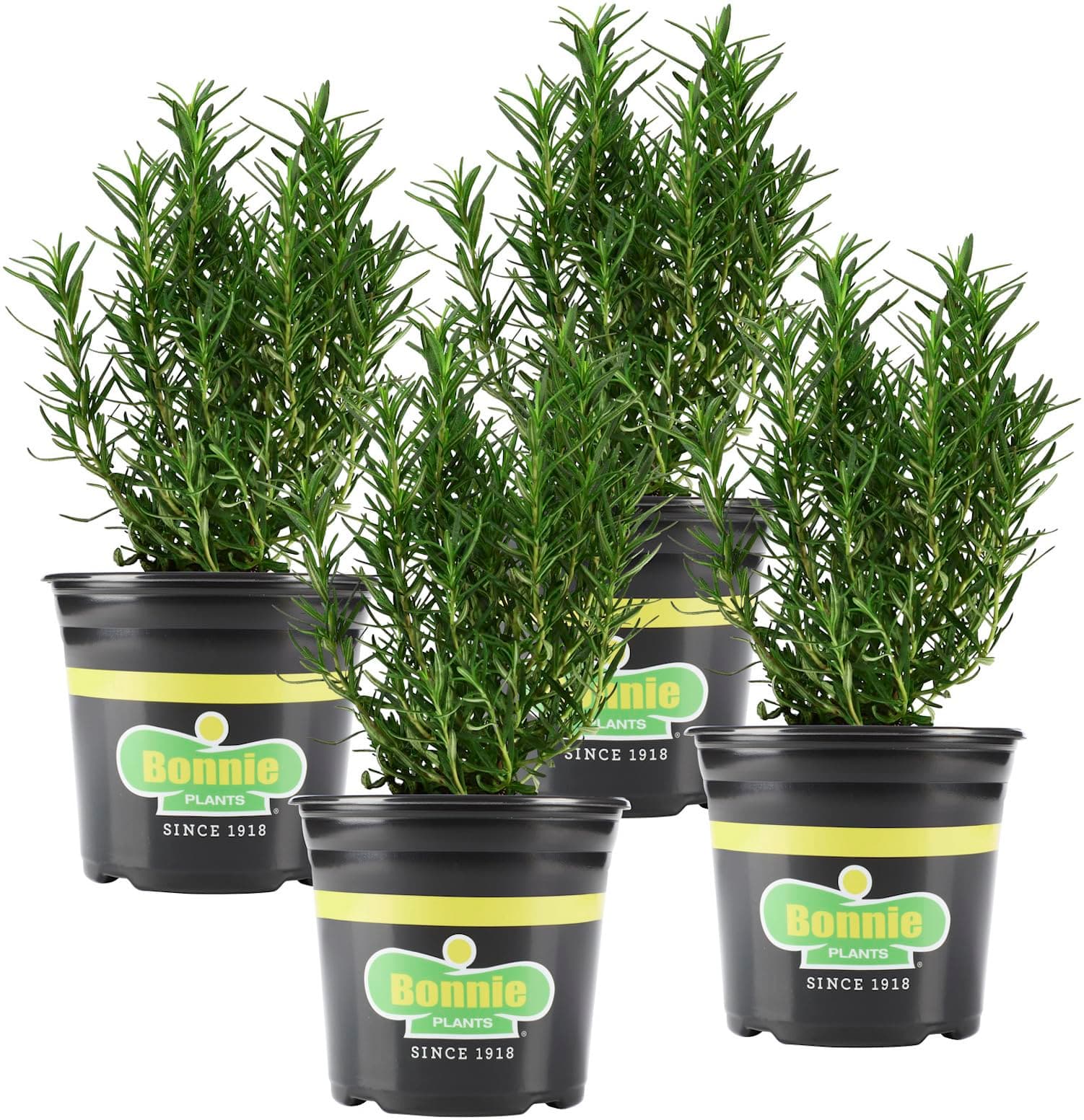 - Bonnie Plants Rosemary Live Edible Aromatic Herb Plant - 4 Pack, Perennial In Zones 8 to 10, Great for Cooking & Grilling, Italian & Mediterranean Dishes, Vinegars & Oils, Breads