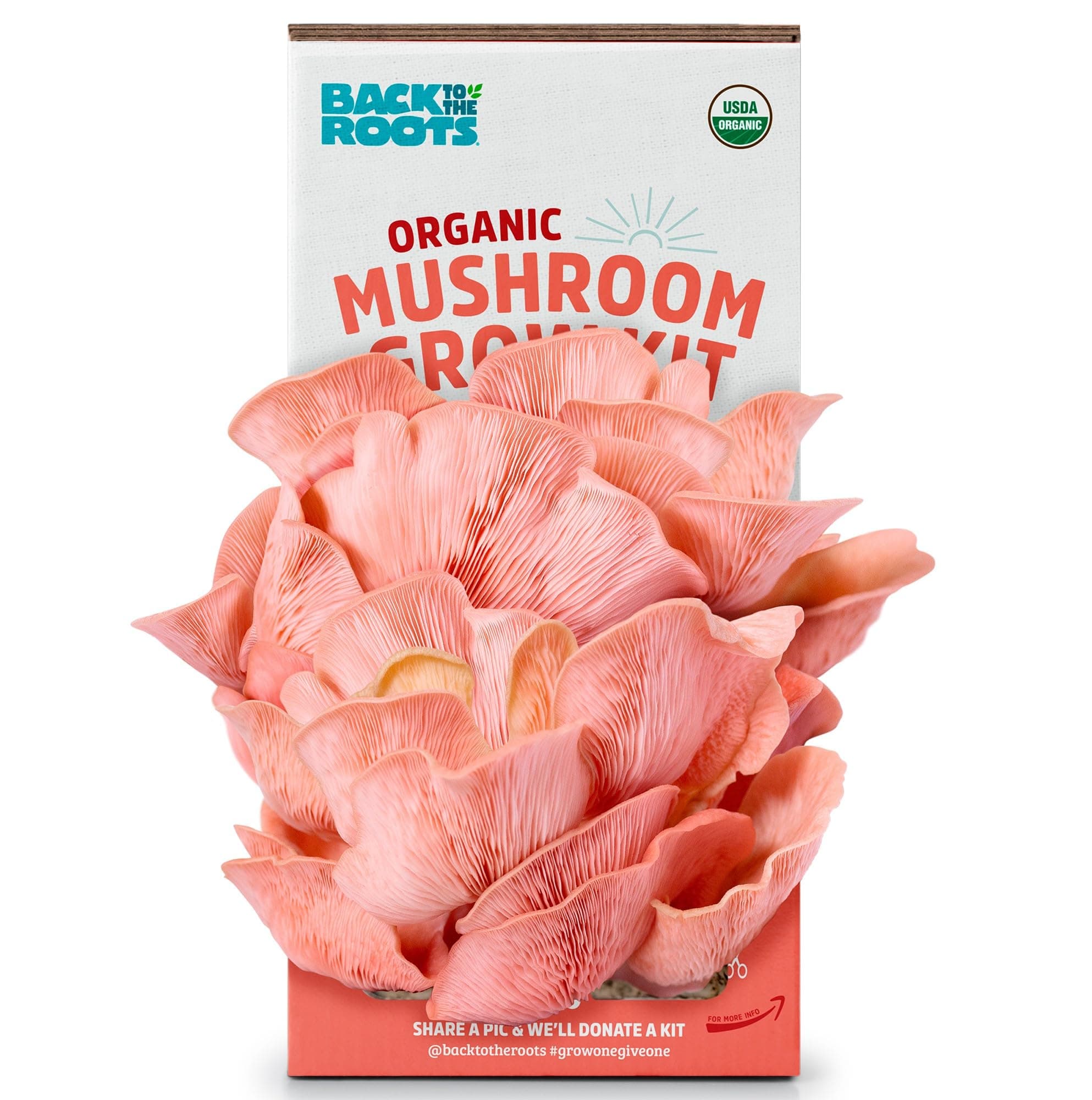 Organic Pink Mushroom Grow Kit, Harvest Gourmet Mushrooms In 10 Days