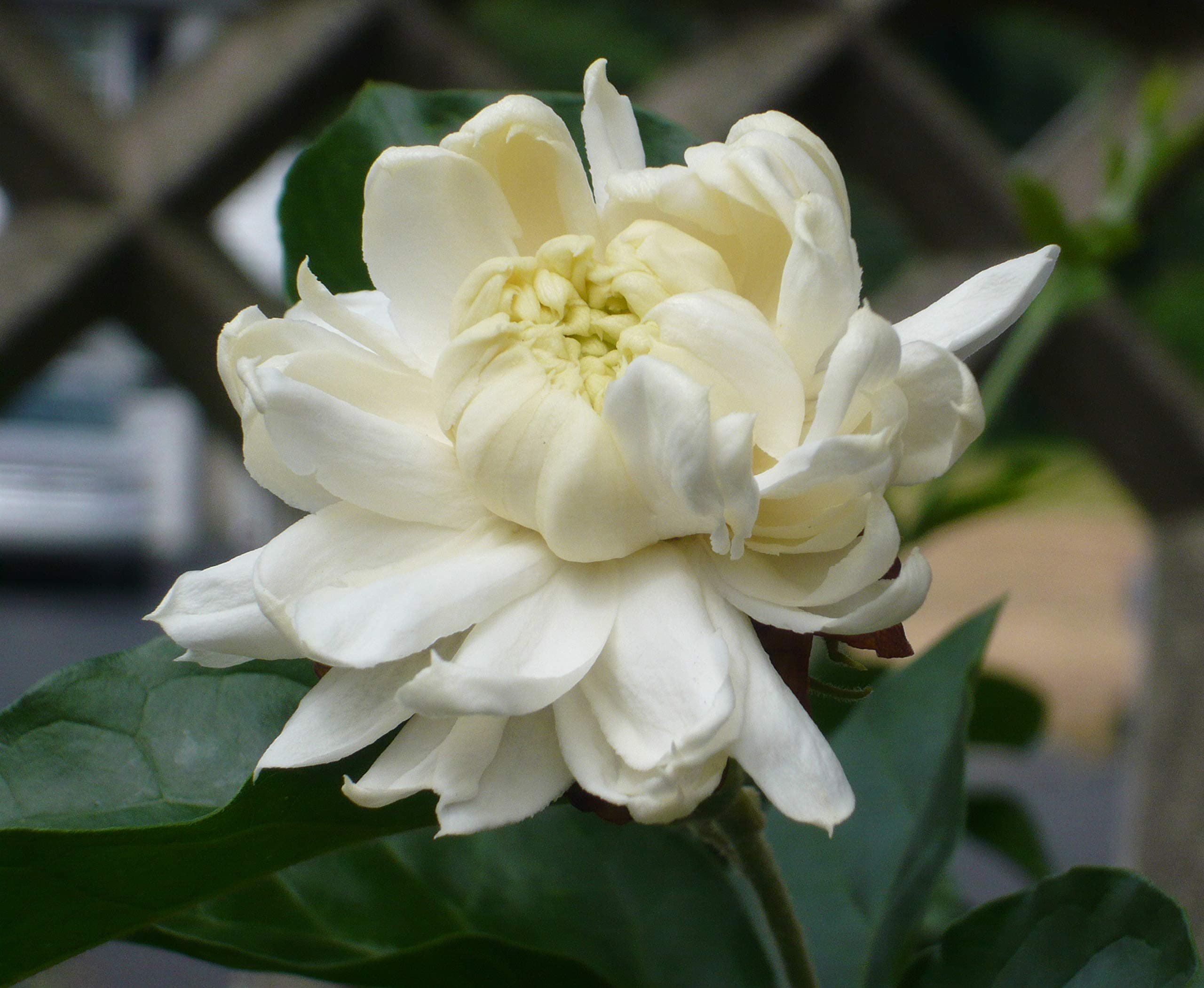 Jasmine Sambac"Grand Duke Supreme" Rare Plants- Young