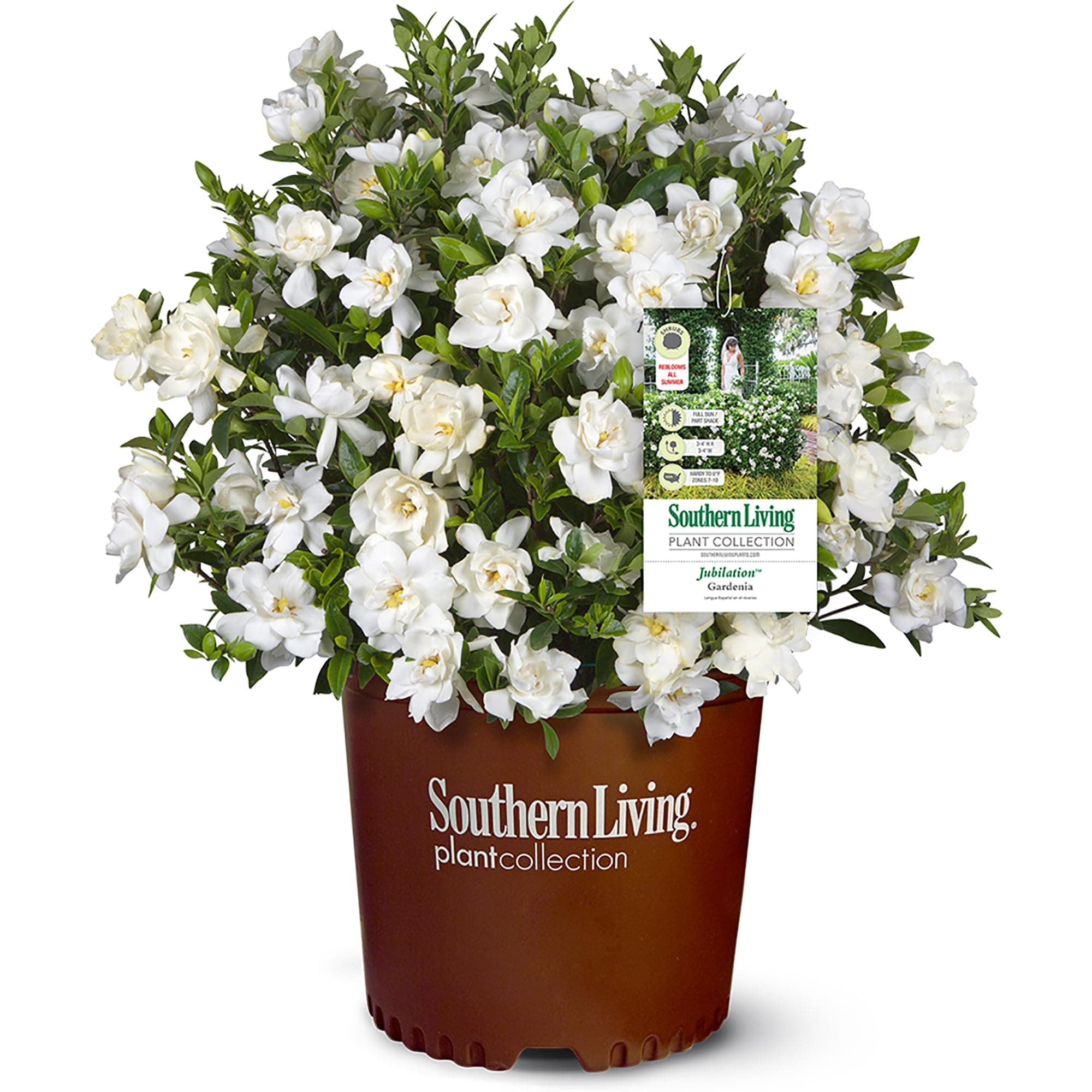 Southern Living Jublilation Gardenia, 2 Gal, Fragrant White Flowers