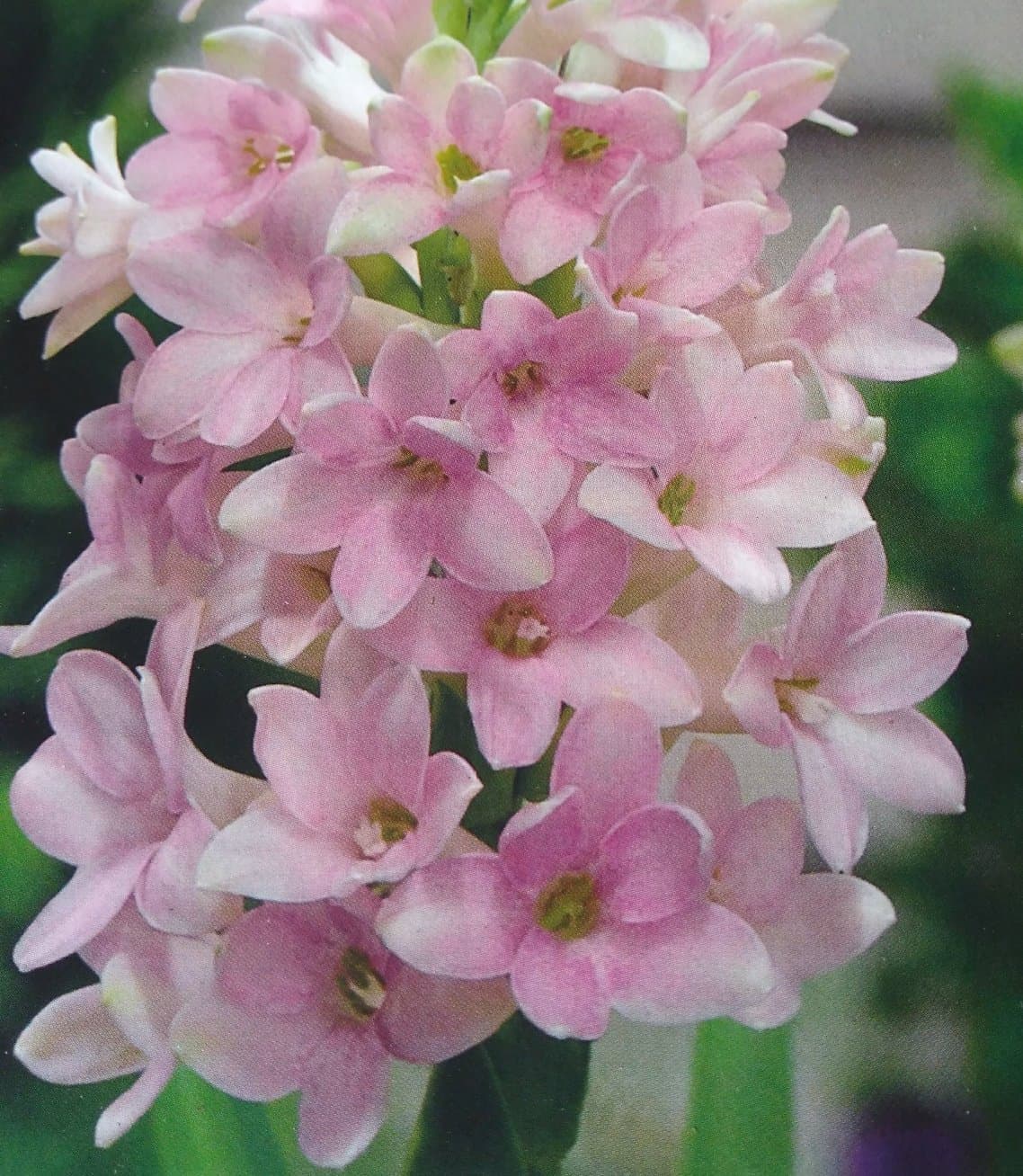 Polianthes tuberosa 'Sensation' x 3 bulbs