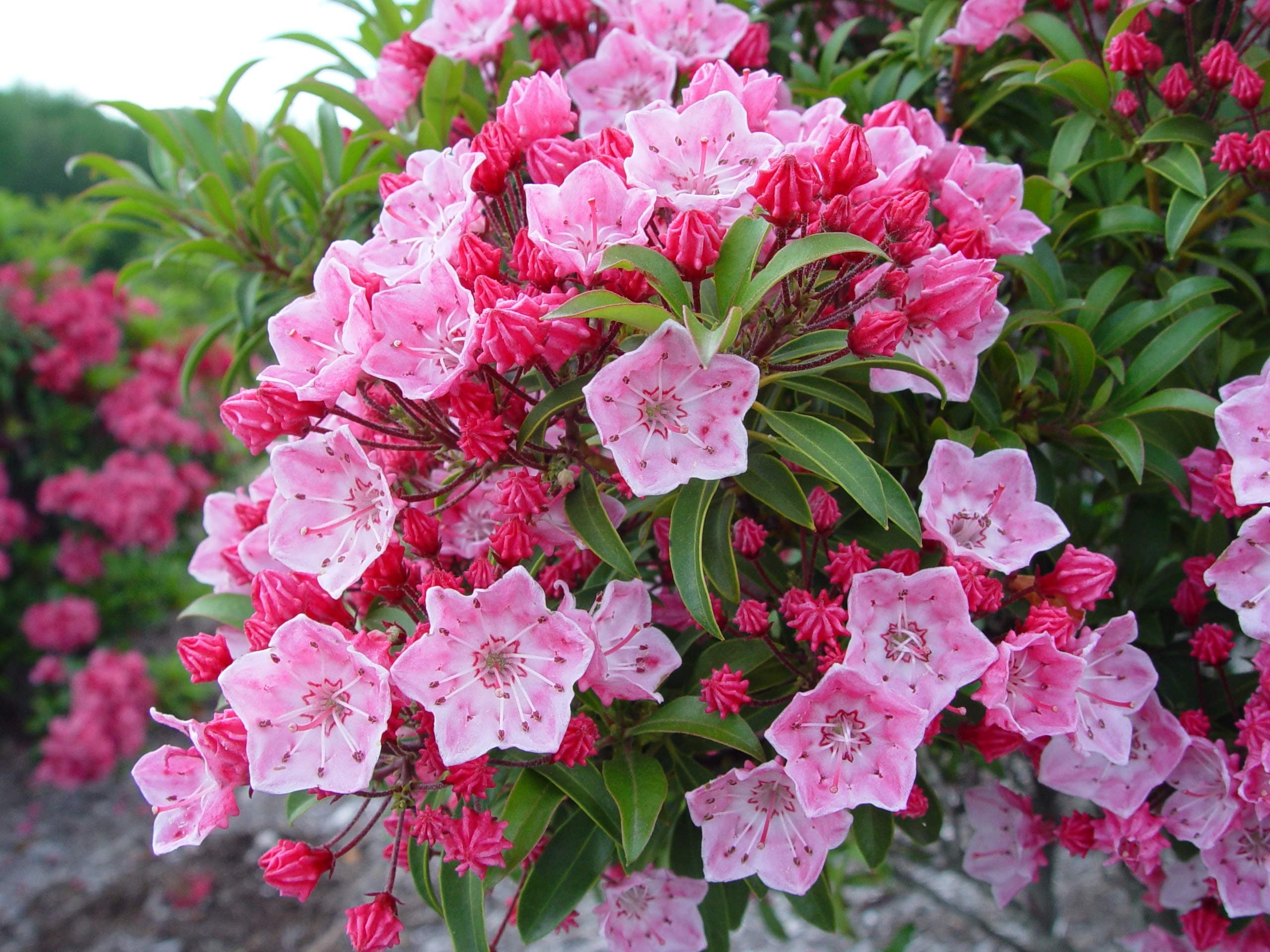 Kalmia LAT. 'Tinkerbell' (Mountain Laurel) Evergreen, 2-Size Container, Pink Flowers