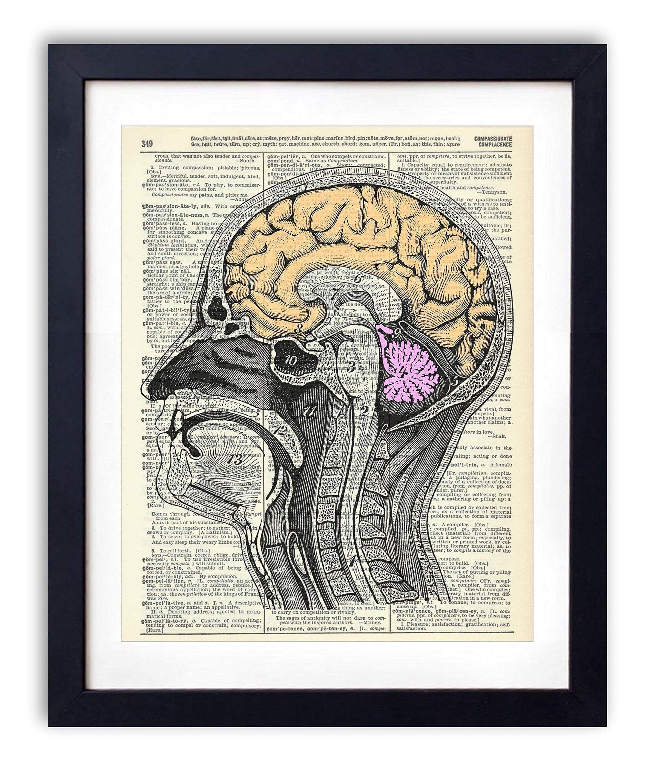 Vintage Anatomy Illustration Art, Dictionary Print, Antique Wall Art Home Decor, Modern Boho, Medical Posters, Farmhouse Decoration 8x10 Inches, Ready To Frame (Colorful Brain)