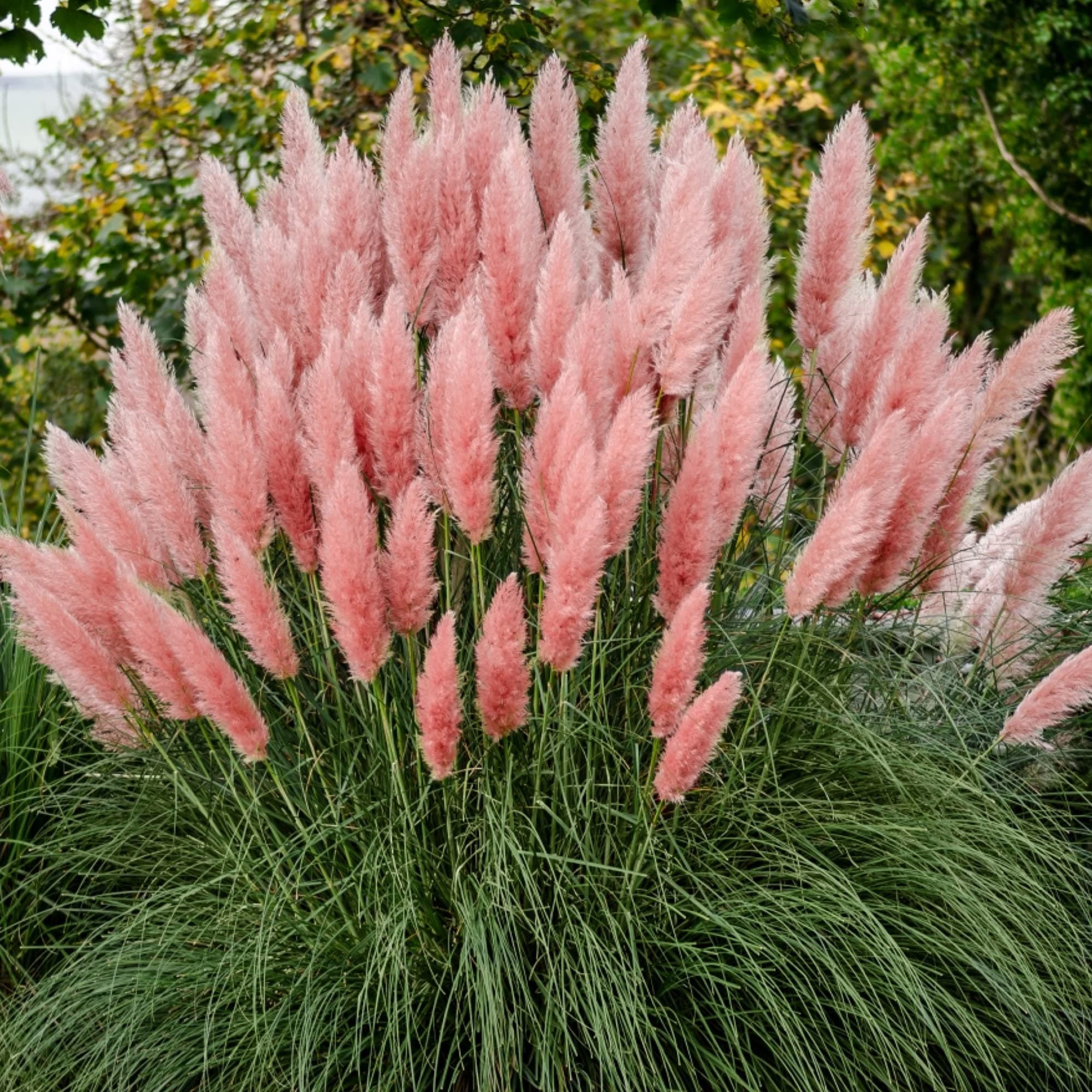 GardenersDream Cortaderia Selloana Rosea Pink Plant in Pot - Outdoor Garden Ready Perennial Plant - All Year Round Plants for Garden - Ornamental Grasses - Evergreen Pampas Grass (30-40 cm)
