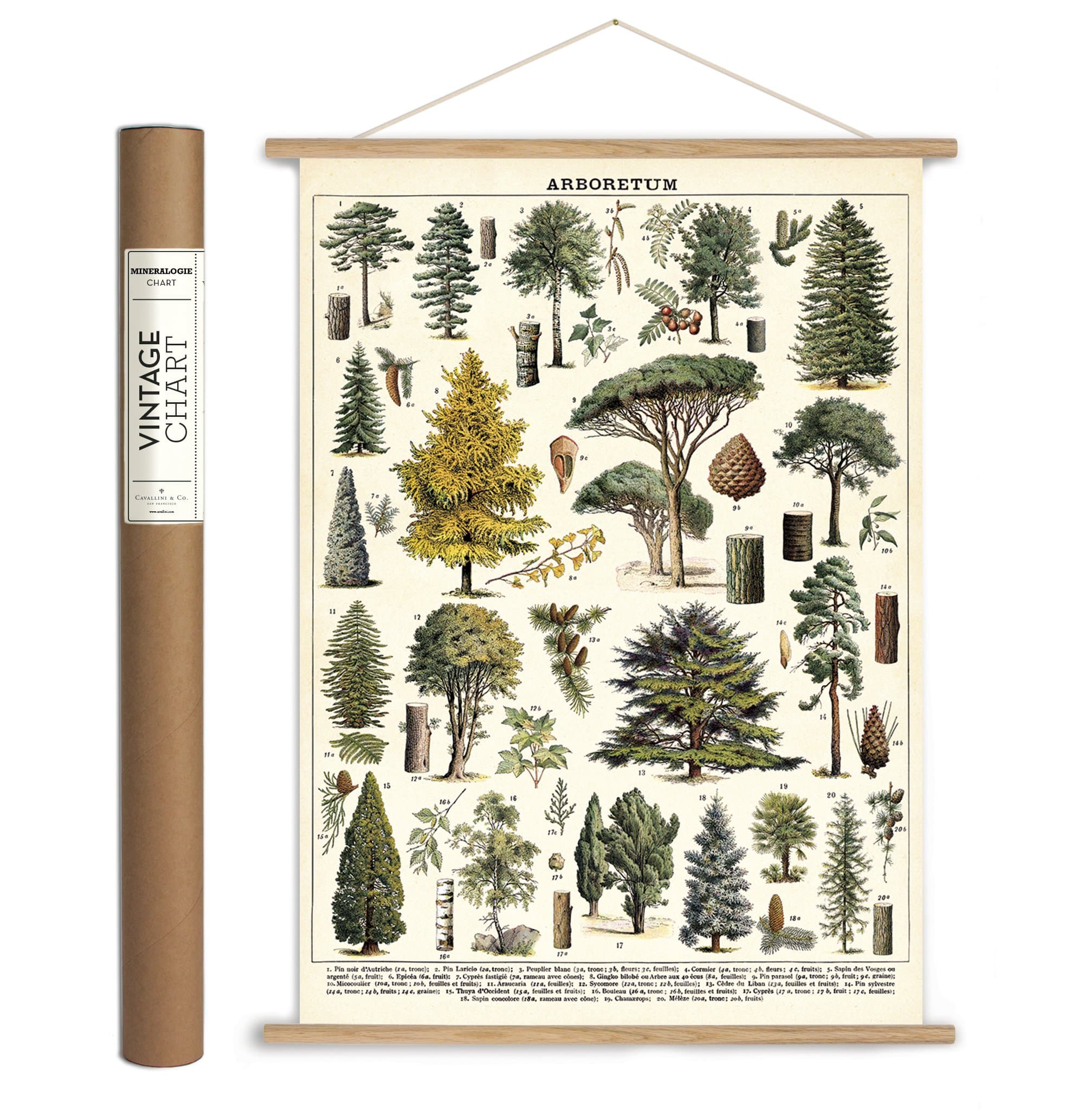 Cavallini Papers & Co. Cavallini Vintage Arboretum Hanging Poster Kit, Multi