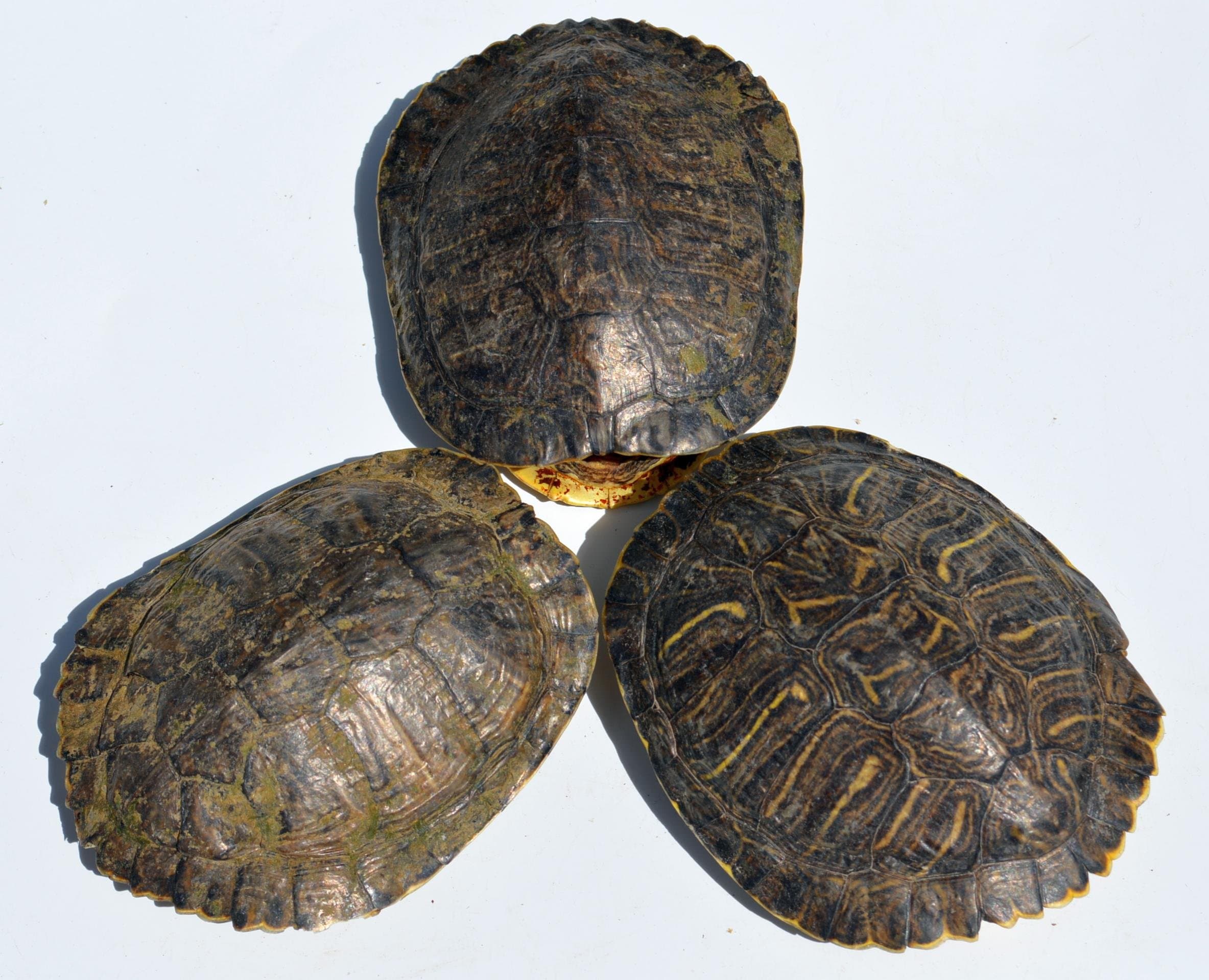 Small Real Red-Eared Slider Turtle Shell