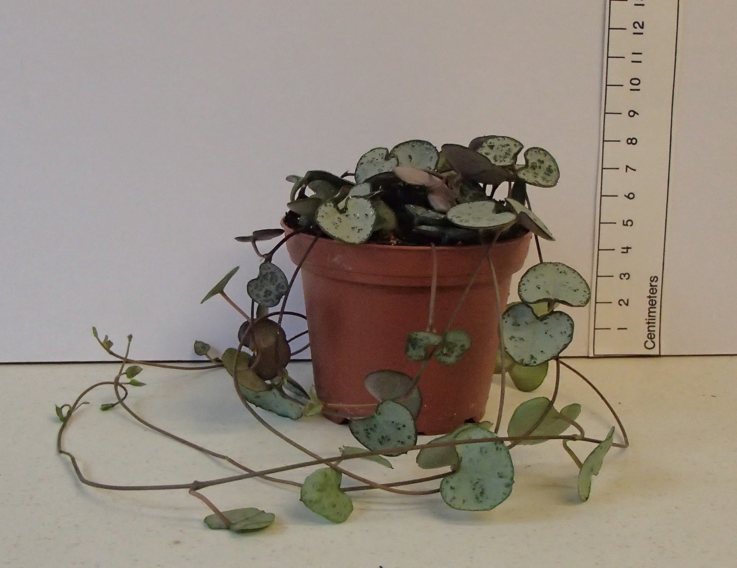 Ceropegia linearis SSP. woodii - (Rosary Vine, String of Hearts) Trailing House Plant