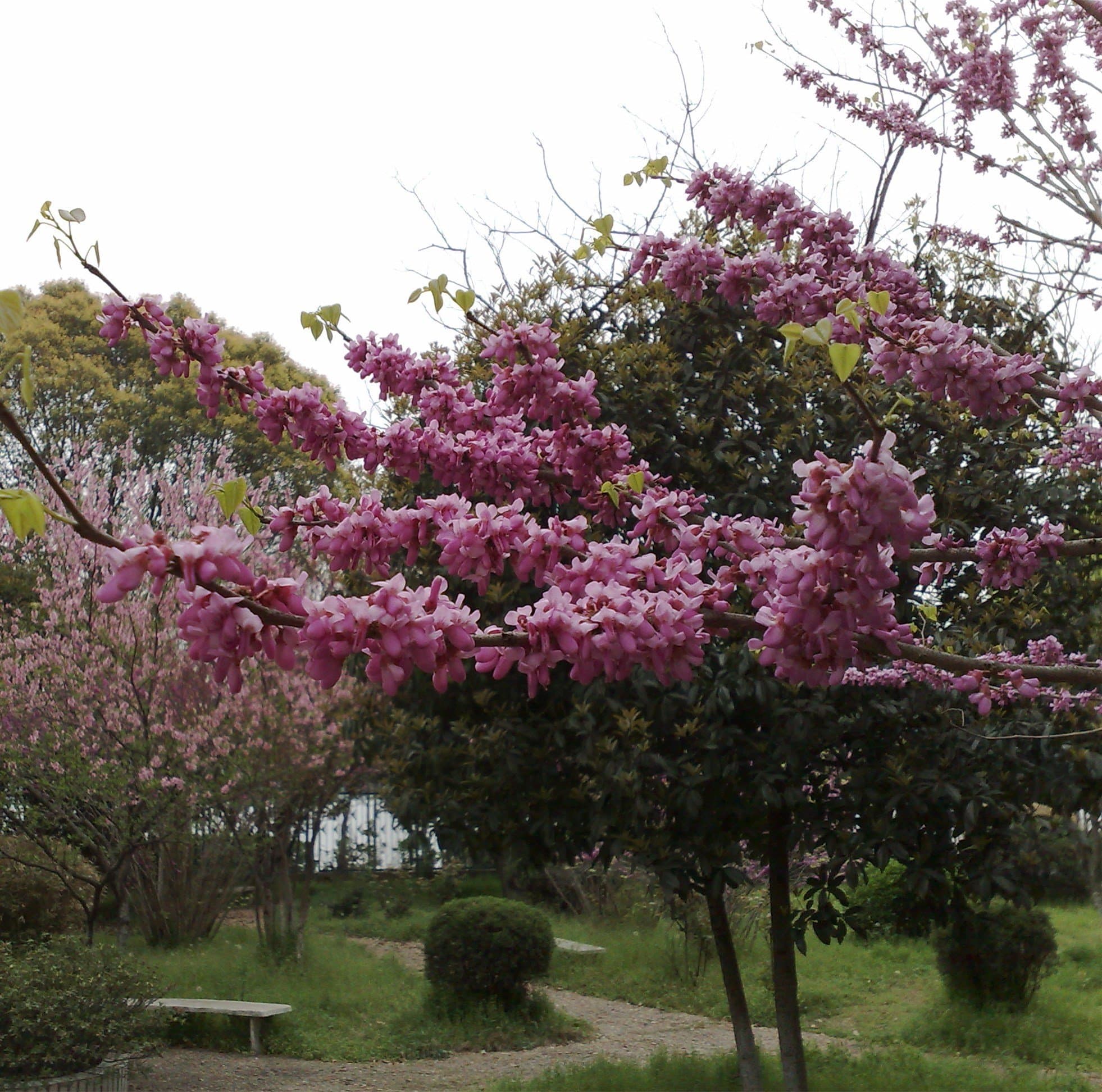 1000+ Redbud (Cercis Gigantea) Deciduous Tree Flower Seeds