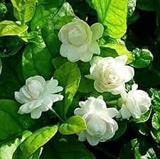 EdensField Rare Imported ARABIAN Jasmine White Flower (Variety Of Jasmine) 2 Live Healthy Plant