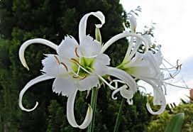 3 x Hymenocallis Festalis Peruvian Daffodil Bulbs Garden Summer Perennial (Spider Lily)