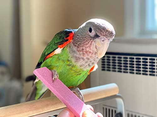Parrot Nail Trimmer Stone for Grooming Parrot Claws