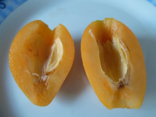 Rare *Giant Fruit Tanaka LOQUAT Variety*Largest,Best Loquat Variety -3 Seed