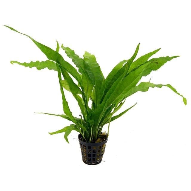 Potted Microsorum Plants - Java Fern | Live Freshwater Aquatic Plants for Aquariums and Terrariums - Low Light, Low Maintenance Plants. (Potted Microsorum Broad, 3 Pack)