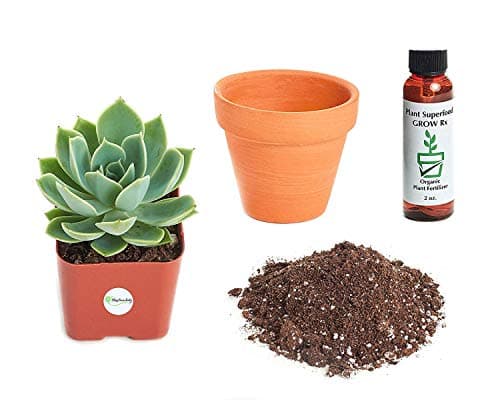 Shop Succulents Echeveria 'Blue Atoll' 2In Plant Kit