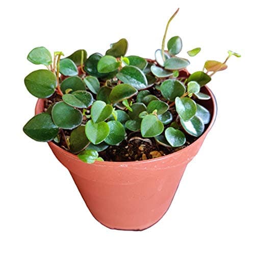 Live 4" Pot Peperomia Ruby Cascade Plants for Gift & Home Decor