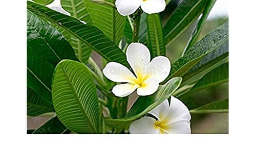 EdensField Live Champa/Plumeria Flower - 5 Years Old Bonsai Plant With Bonsai Pot