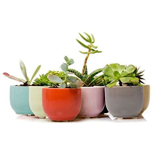 Chive - Succulent Cup, Small Round Ceramic Succulent and Cactus Planter for mini plants, Air Plant holder
