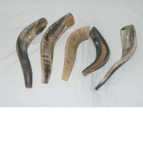5 x Rams HORN SHOFAR 12"-14" From Israel New Jewish