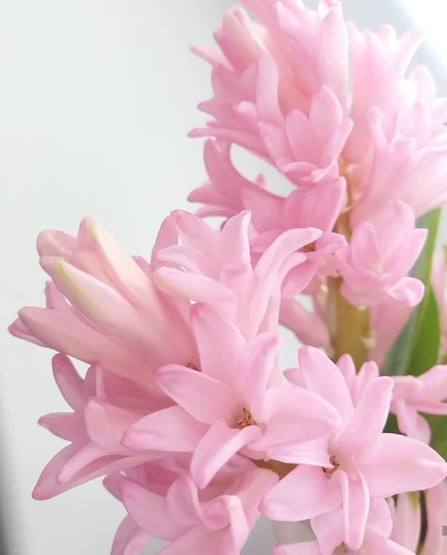 Oakwood Farms� Flower Bulbs Tube rose/rajaneegandha Bulbs Imported Fragrance Flower Bulbs For Home Gardening good Germination (Pack Of 3 Bulbs)