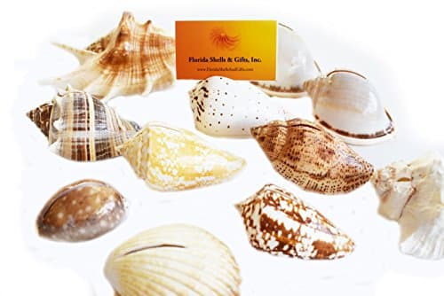 Set of 24 Genuine Seashell Place Card Holders Beach Wedding Favor Nautical Party Decor Sea Shell Table Sets