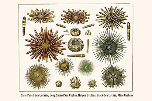 Slate Pencil Sea Urchins, Long Spined Sea Urchin, Hatpin Urchins, Black Sea Urchin, Mine Urchins (20x30 Paper Poster)