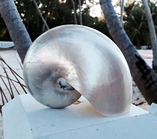 Pearlized Nautilus Shell 5"