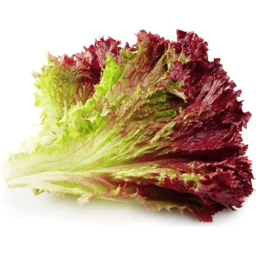 Lettuce Red Seeds Hybrids F1 Vegetable Seeds for Home Garden for Planting for All Season (50 seeds) By Zabbus